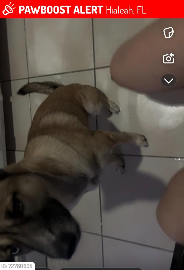 Lost Female Dog last seen Near W. 72nd please, Hialeah, FL 33014