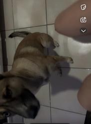 Lost Female Dog last seen Near W. 72nd please, Hialeah, FL 33014