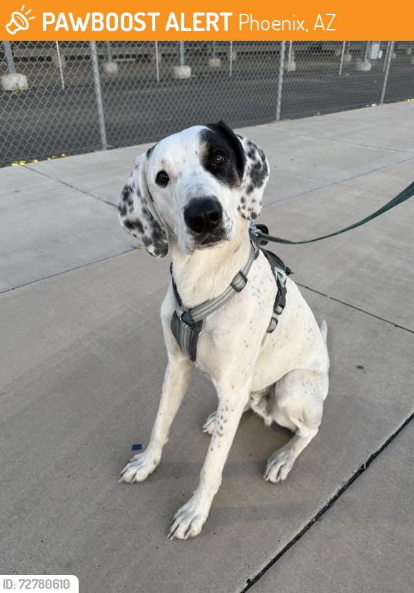 Found/Stray Male Dog last seen 135-199 W Portland St Phoenix, AZ 85003 United States, Phoenix, AZ 85003
