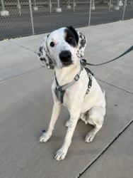 Found/Stray Male Dog last seen 135-199 W Portland St Phoenix, AZ 85003 United States, Phoenix, AZ 85003