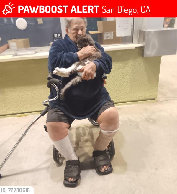 Lost Male Cat last seen Berwick Drive and Betty Hill, San Diego, CA 92117