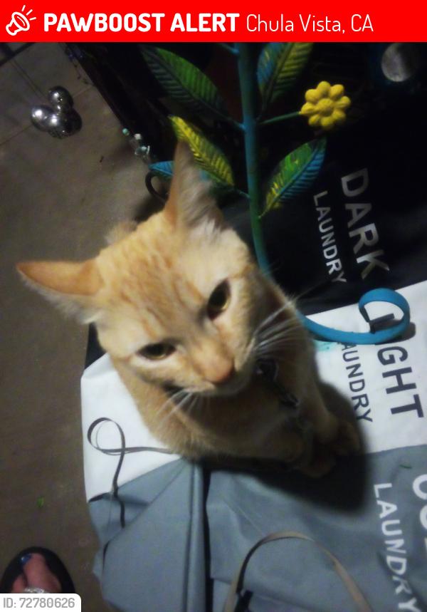 Lost Male Cat last seen Santa Diana , Chula Vista, CA 91913