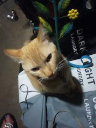 Lost Male Cat last seen Santa Diana , Chula Vista, CA 91913
