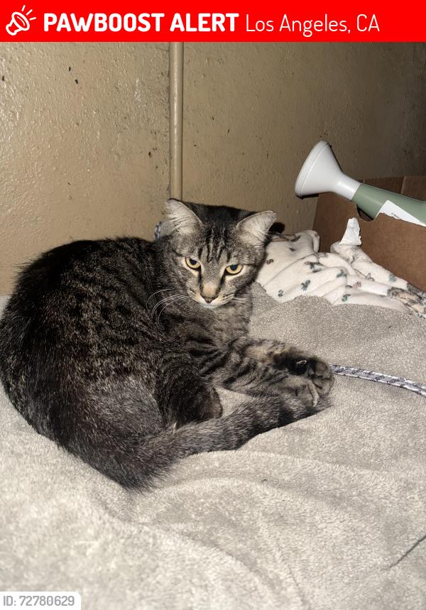 Lost Male Cat last seen Near Blake , Los Angeles, CA 90039