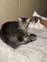 Lost Male Cat last seen Near Blake , Los Angeles, CA 90039