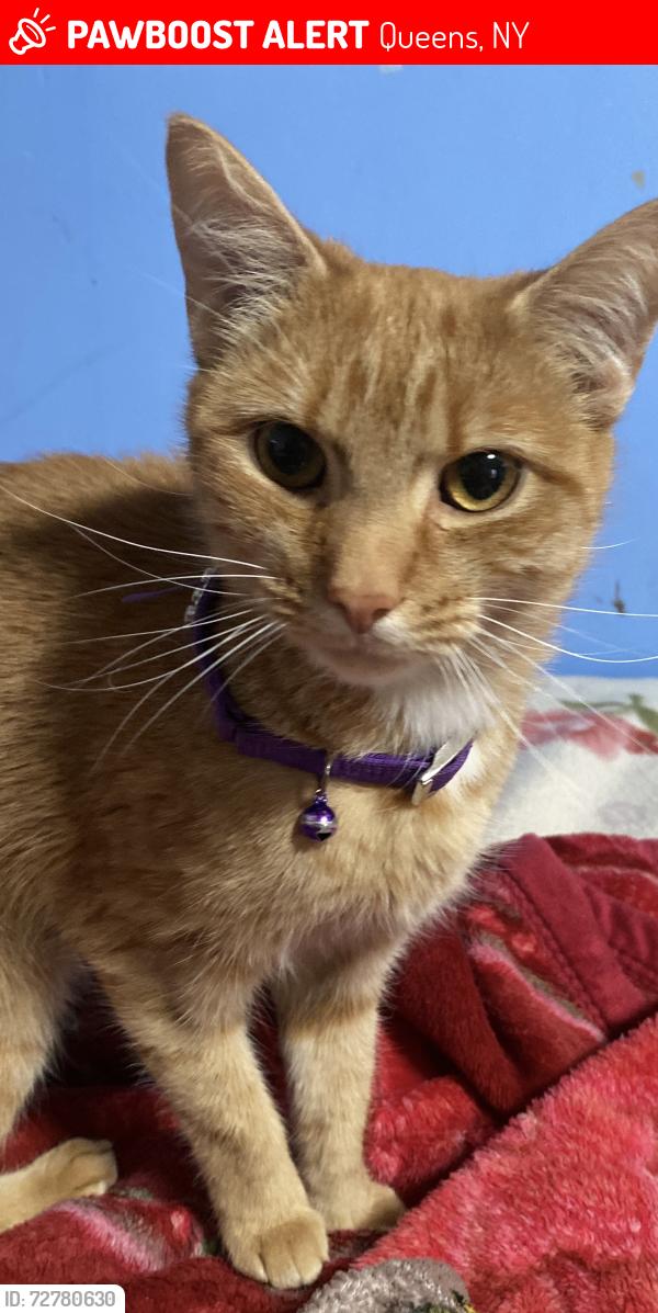 Lost Female Cat last seen 89st y Atlantic av , Queens, NY 11421