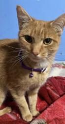 Lost Female Cat last seen 89st y Atlantic av , Queens, NY 11421
