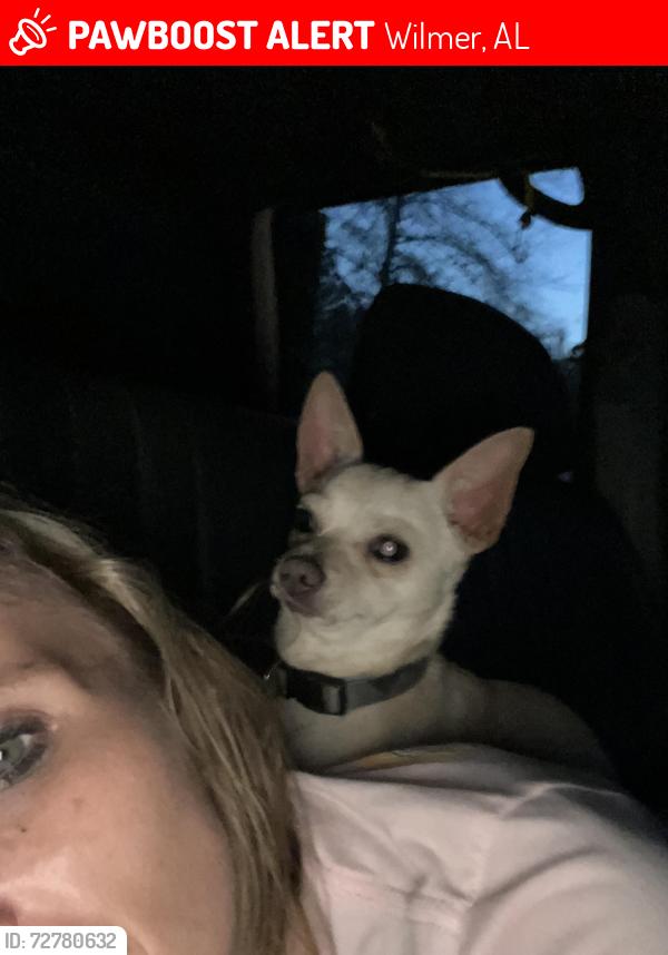 Lost Male Dog last seen Mason ferry rd , Autumn ln Wilmer Al , Wilmer, AL 36587