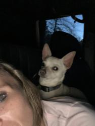 Lost Male Dog last seen Mason ferry rd , Autumn ln Wilmer Al , Wilmer, AL 36587