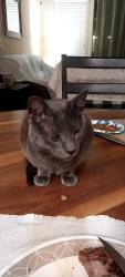 Lost Male Cat last seen Sonoran mountain ranch road and 71 st lane , Peoria, AZ 85383