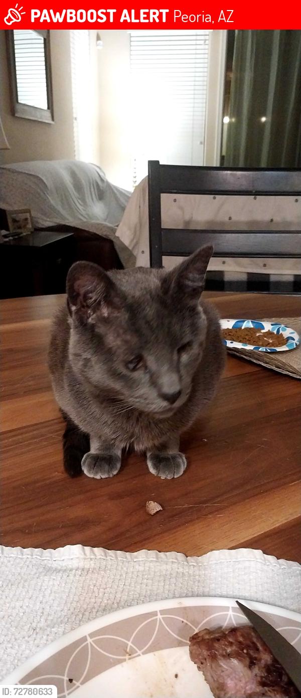 Lost Male Cat last seen Sonoran mountain ranch road and 71 st lane , Peoria, AZ 85383