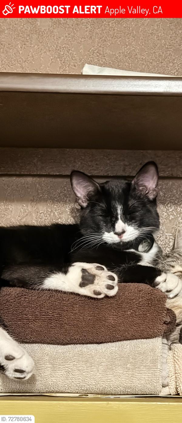 Lost Male Cat last seen Snapping turtle rd, Apple Valley, CA 92308