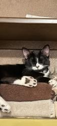 Lost Male Cat last seen Snapping turtle rd, Apple Valley, CA 92308