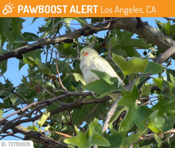 Found/Stray Male Bird last seen Devonshire Arleta Park, Los Angeles, CA 91331