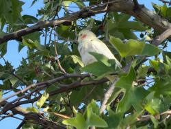Found/Stray Male Bird last seen Devonshire Arleta Park, Los Angeles, CA 91331