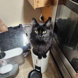 Lost Female Cat last seen Dellwood, Roseville, MN 55113