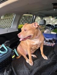 Found/Stray Female Dog last seen SW Hall Blvd by car dealership and value village, Beaverton, OR 97008