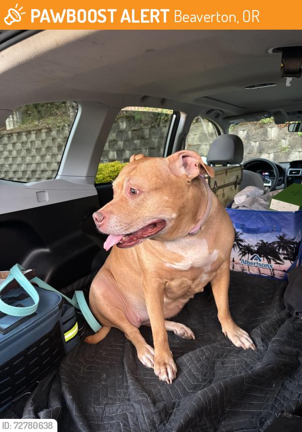 Found/Stray Female Dog last seen SW Hall Blvd by car dealership and value village, Beaverton, OR 97008