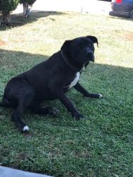 Lost Female Dog last seen Florence Ave , Whittier, CA 90605