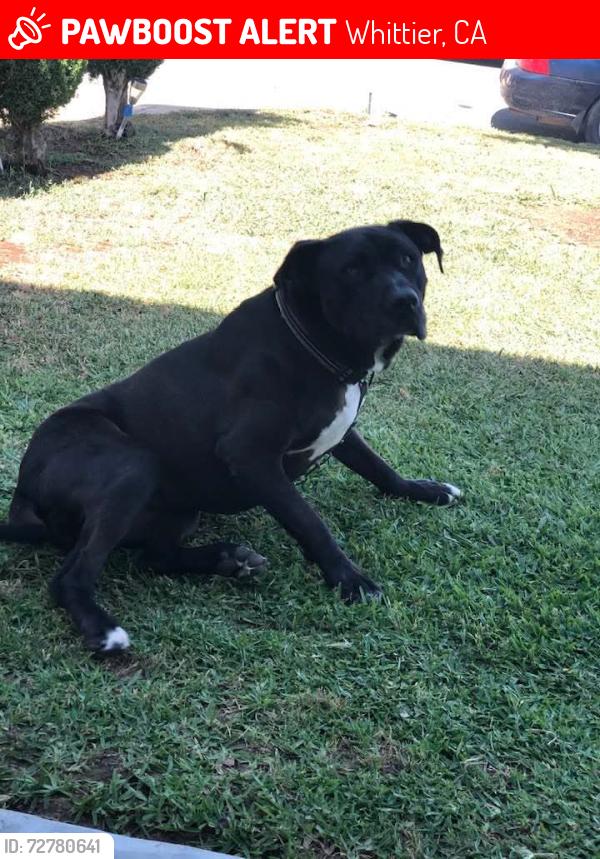 Lost Female Dog last seen Florence Ave , Whittier, CA 90605