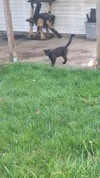 Found/Stray Male Cat last seen Chestershire and vanderburg , Columbus, OH 43204