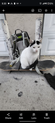 Lost Female Cat last seen in front of Food4Less, San Diego, CA 92115