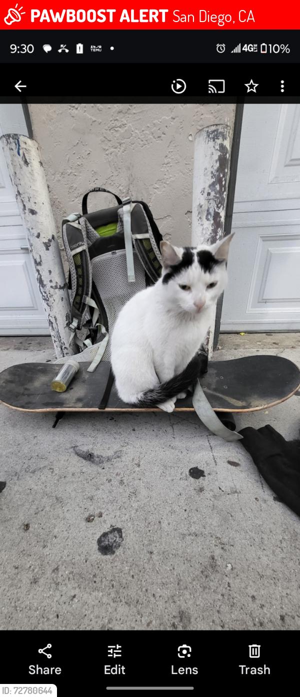 Lost Female Cat last seen in front of Food4Less, San Diego, CA 92115