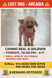 Lost Female Dog last seen W.Camino Real Ave. & Baldwin, Arcadia, CA 91007