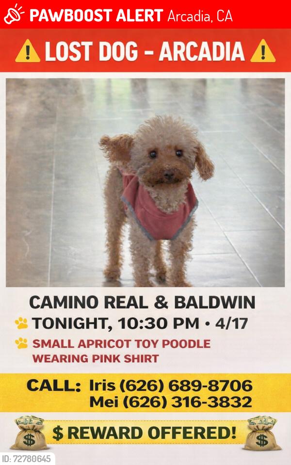 Lost Female Dog last seen W.Camino Real Ave. & Baldwin, Arcadia, CA 91007