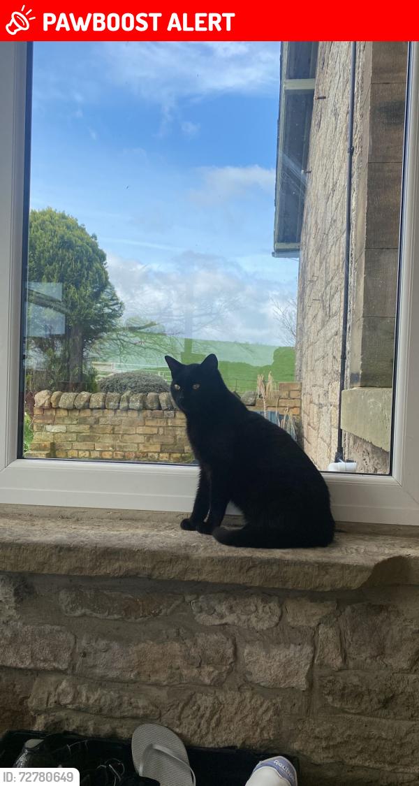 Lost Male Cat last seen Longhorsley, Longhorsley, England NE65