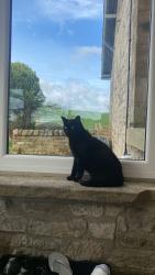 Lost Male Cat last seen Longhorsley, Longhorsley, England NE65