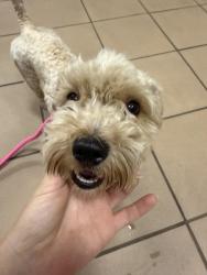 Found/Stray Female Dog last seen Rufus Place, Gwinnett Village, GA 30340
