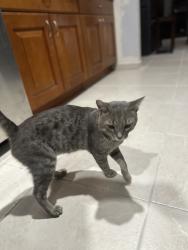 Lost Male Cat last seen Goulds, FL, Miami, FL 33170