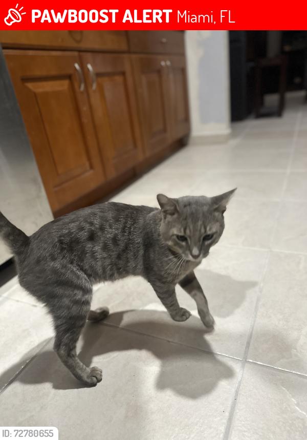 Lost Male Cat last seen Goulds, FL, Miami, FL 33170