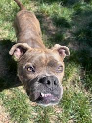 Shelter Stray Male Dog last seen CHARLOTTE, Charlotte, NC 28217