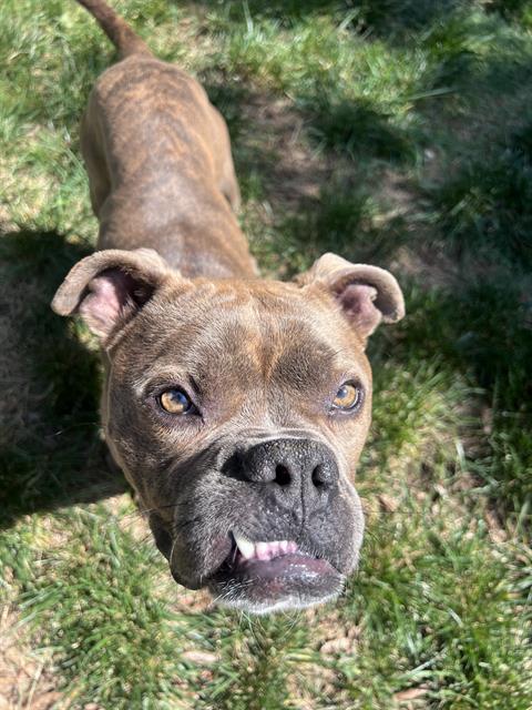 Shelter Stray Male Dog last seen CHARLOTTE, Charlotte, NC 28217