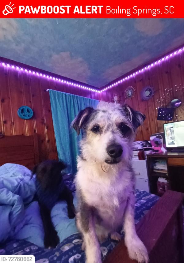 Lost Male Dog last seen Annandale and Green acres drive, Boiling Springs, SC 29316