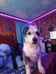 Lost Male Dog last seen Annandale and Green acres drive, Boiling Springs, SC 29316