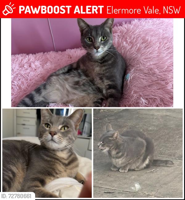 Lost Male Cat last seen Mr fongs, Elermore Vale, NSW 2287