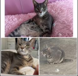 Lost Male Cat last seen Mr fongs, Elermore Vale, NSW 2287