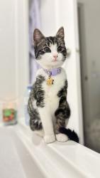 Lost Female Cat last seen Mount Hope, Dartmouth, NS B2Y 4W6
