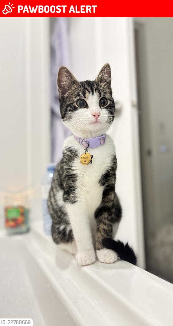 Lost Female Cat last seen Mount Hope, Dartmouth, NS B2Y 4W6