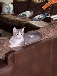 Lost Male Cat last seen Planet rd , North Star, DE 19711