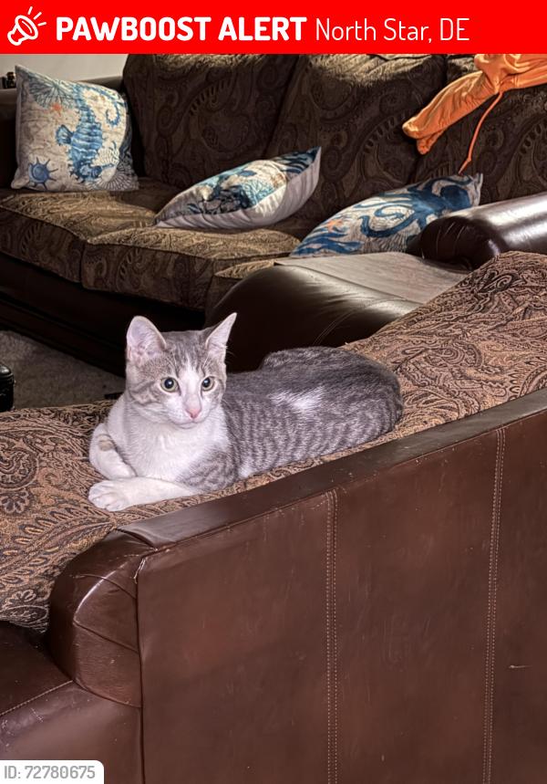 Lost Male Cat last seen Planet rd , North Star, DE 19711