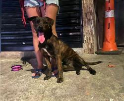 Lost Female Dog last seen Mercado da Praça imperador , São Paulo, SP 