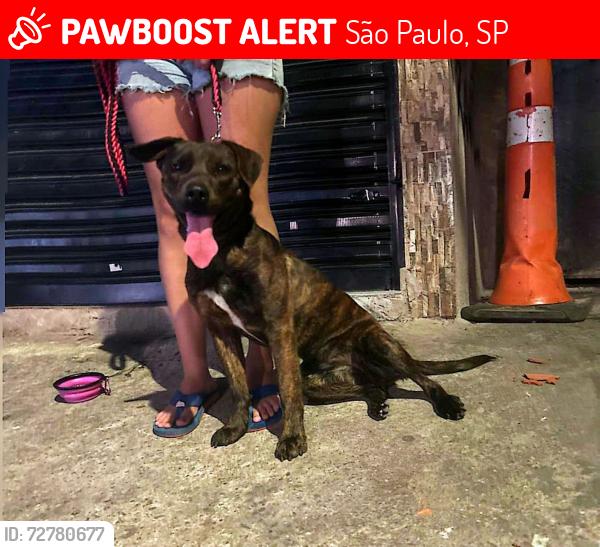 Lost Female Dog last seen Mercado da Praça imperador , São Paulo, SP 