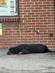 Found/Stray Unknown Dog last seen Subway Door, Alexandria, VA 22312