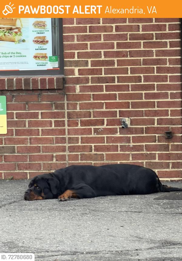 Found/Stray Unknown Dog last seen Subway Door, Alexandria, VA 22312