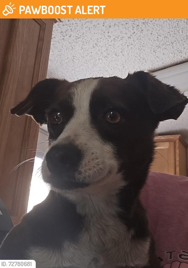 Found/Stray Unknown Dog last seen Merrywood & Mr Misery, Brunswick County, NC 28451