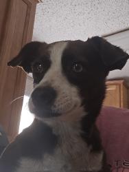Found/Stray Unknown Dog last seen Merrywood & Mr Misery, Brunswick County, NC 28451